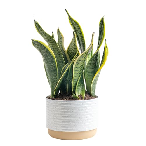 Live Snake Plant