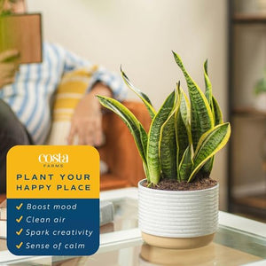 Live Snake Plant