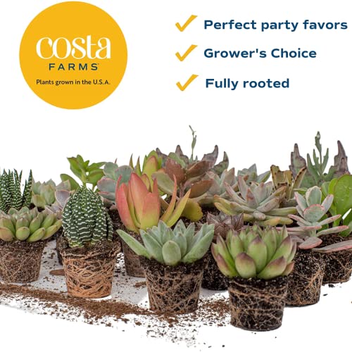 Costa Farms Succulents