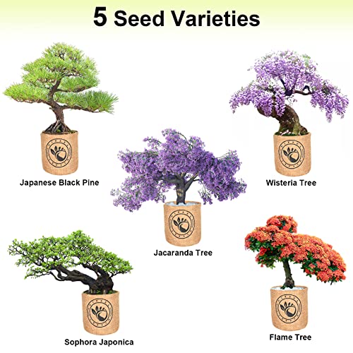 wisteria bonsai tree kit Bonsai Growing Kit – Spoiled Earth